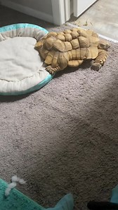 Happy Friday Friends! 🤗 My circadian cycle (Body clock) is confused! When the weather has unusual, extreme changes like jumping from subzero weather (in a very short time span) to 60F it confuses my body. I have been very restless these last 24 hours. Samson and I stayed up late, he went outside over and over. I paced until mama realized I was smelling the grass outside and I wanted to forage. It smells like Spring!!🙂 If you live with one of my cousins and you’re having the temperature spikes 