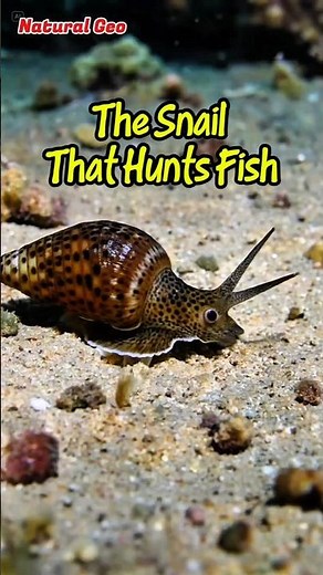 The Snail That Hunts Fish #animaldocumentary #facts #naturalgeo #wildlife