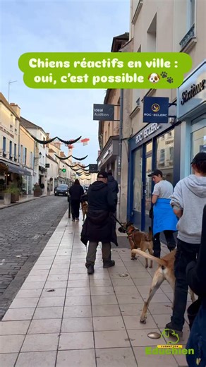 EDUCHIEN - Alexis BONNARANG & cie on Instagram: "Chiens réactifs en ville : oui, c’est possible Emmener des chiens réactifs envers les humains et les autres chiens en ville, c’est possible. C’est précisément l’objectif de cette session de travail en milieu urbain avec nos anciens élèves, dans le cadre d’un module complémentaire dédié à l’agressivité. #chienreactif #educationcanine #comportementcanin #chien #educateurcaninfrance"