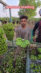 14K views · 37K reactions | Mp Bhuranpur To uttar pradesh #banana #loading #truck | Yogesh Pandit | Facebook