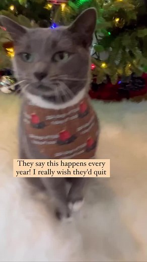 Happy Festivus 😹🎄🎅 #festivus #festivusfortherestofus #cats #catsofinstagram #cats #catslovers #funnycats #tiktokcat #catmom #viral #catsvideoftheday #fyp