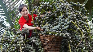 Harvesting DAC Fruit Goes to the market sell | Ella Daily Life | Tod Erdman