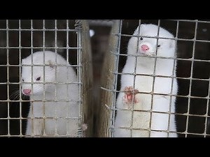 Mink Farming Technique - Mink Fur Harvest and Processing in Factory - Mink Fur industry