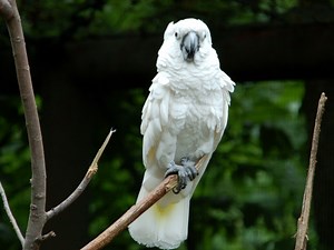 Kansas City Zoo, Kansas City | cityseeker