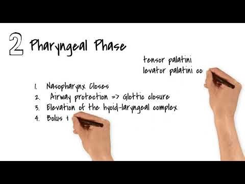 Stages of swallowing made easy