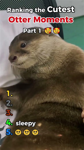 Cute Otter Moments Part 1 🦦💖
