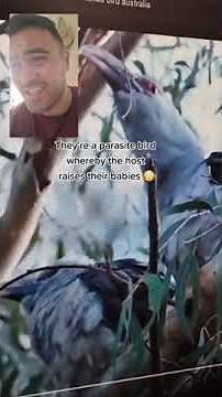 Australia's Noisy Bird Symphony | Meet the Feathered Alarm Clocks! | Starting In Te Reo Māori