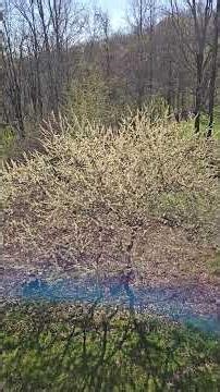 Serviceberry survived the freeze-frost. Good for the pollinators.
