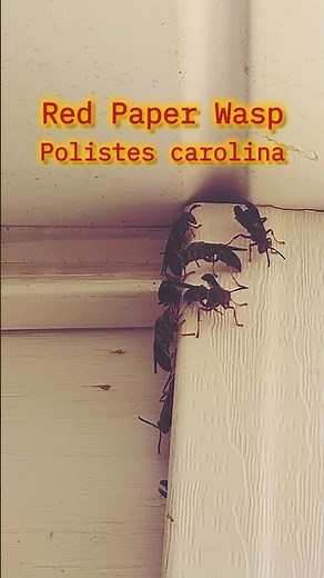 Red Paper Wasps #shorts #wasp