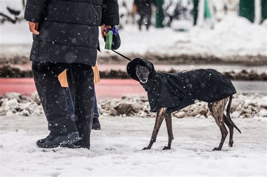 Do dogs need jackets in winter? Here’s what vets say