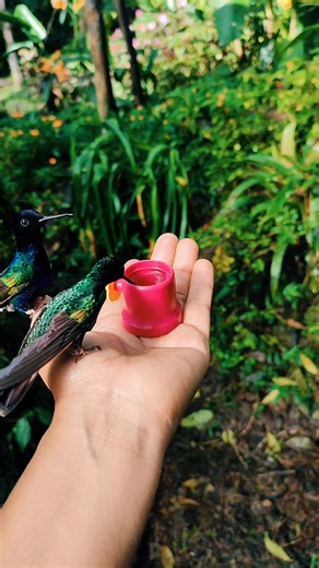Discover Hummingbirds at Las Cotingas Bird Reserve