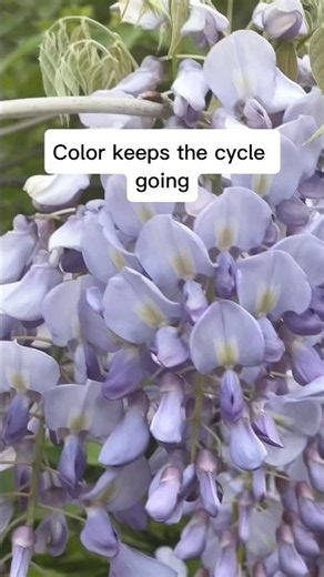 Why Spring Flowers Are So Bright