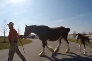 Meet the Clydesdale Foals at Warm Springs Ranch
