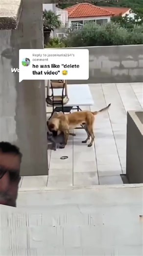 Caught in 4K: A Hilarious Dog and Cat Encounter
