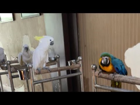 BLUE AND GOLD MACAW & KAKATUA JAMBUL KUNING