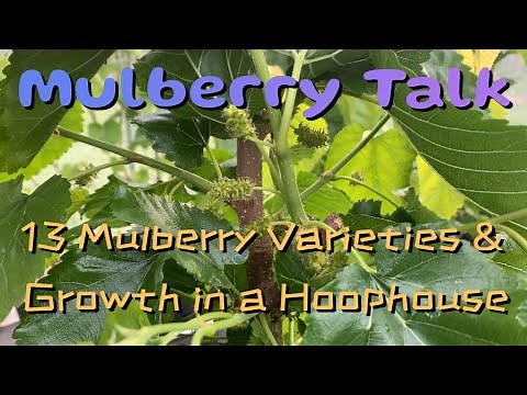 13 Mulberry Varieties & How Mulberries Grow in a Hoophouse