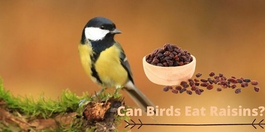 Can Birds Eat Raisins? (Toxic or Safe?)