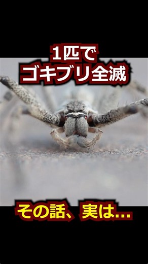 「1匹いればゴキブリが全滅する」...その話、実は... #shorts #アシダカグモ #動物雑学
