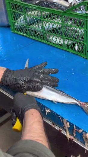 Quick and Neat Mackerel Fish Filleting Technique for Practical Cooking Preparation