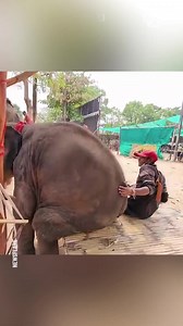 Baby elephant's hilarious bench breakage | Handy Panda