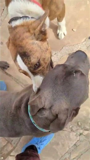 Two Dogs Play Fighting and Having Fun!