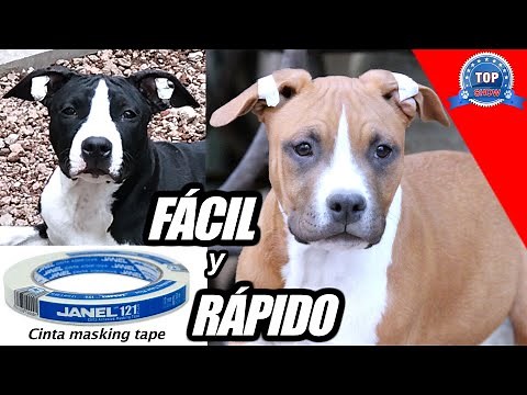 COLOCA LAS OREJAS DE TU PERRO
