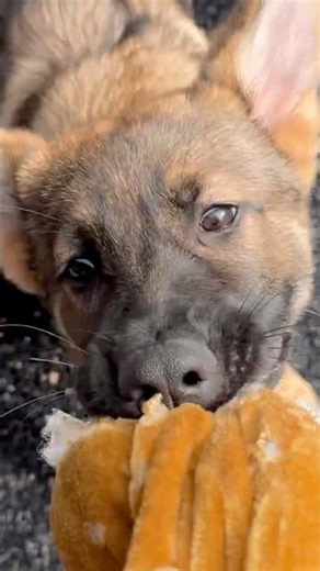 Who can help me sleep? #cute #funny