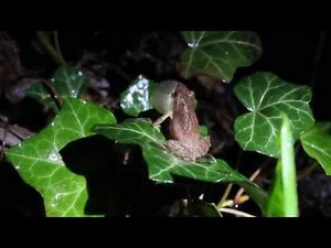 The Sound of the Spring Peepers in Our Yard