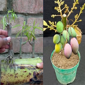 How To Grow Mango Tree From Mango tree cutting In Banana Tree Trunk | Rana Craft