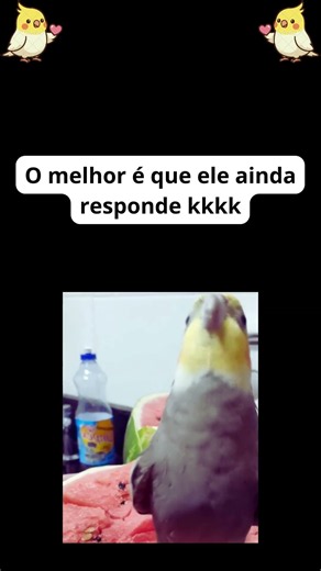 Calopsita respondendo a tutora