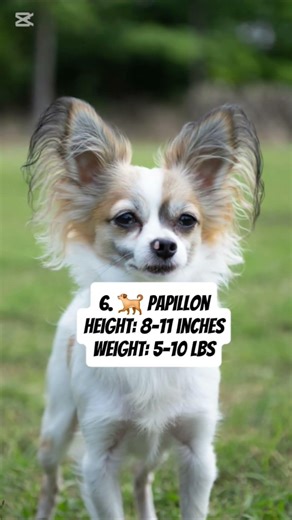 Top 10 Smallest Dogs in the World 🐶 (You Won’t Believe #1!) #smallestdog #shorts