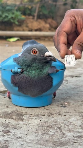 Step-by-Step Care and Medication for Weak Pigeons 🕊️💊 #usaaudience #ukaudience