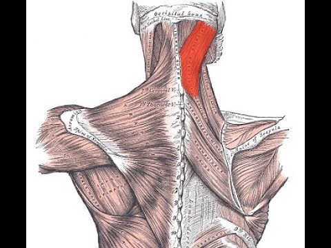 Exercise for the splenius capitis muscle