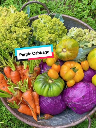 What a healthy purple cabbage together with other veggies🥦🥕🌽 #cabbage #vegetables #gardenharvest #harvesttime #harvest