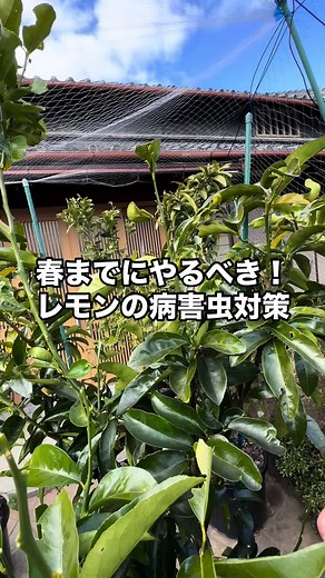 春までにやるべきレモンの病害虫対策