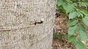 1.7K views · 72 reactions | Standing snags, or dead tree trunks, are...