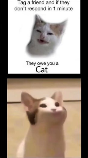 Daily cat memes #cat #popcat