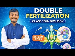 Double Fertilization in Plants 🌸 | Class 10 Biology NCERT Explained