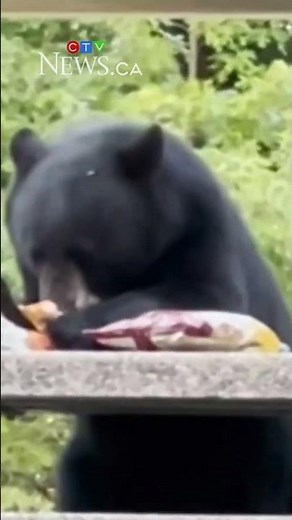 Bear captured in Burnaby Mountain Park