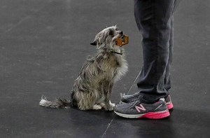 Cudahy Kennel Club Obedience Trials and Events