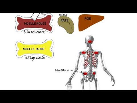 Provenance et destination des cellules sanguines : moelle osseuse et rate