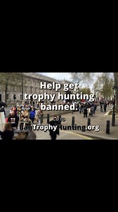 351K views · 2.3K reactions | Help me get Trophy Hunting banned! I’ve helped Ban Trophy Hunting make a short video calling on the government to bring the #BanTrophyHunting bill to Parliament. British hunters are killing tame lions & cheetahs. They bring home tusks & feet of endangered elephants. THIS MUST STOP. Please sign & share the petition: www.bantrophyhunting.org Let’s #GetTheBanDone! | Ozzy Osbourne | Facebook