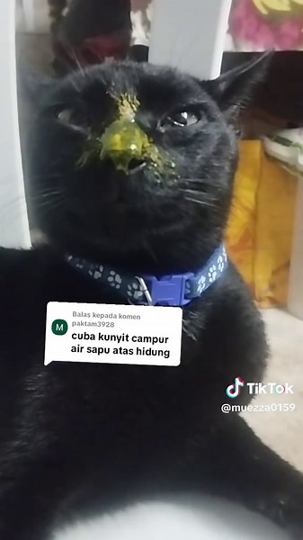 Ubat Selsema Kucing: Cara Yang Betul