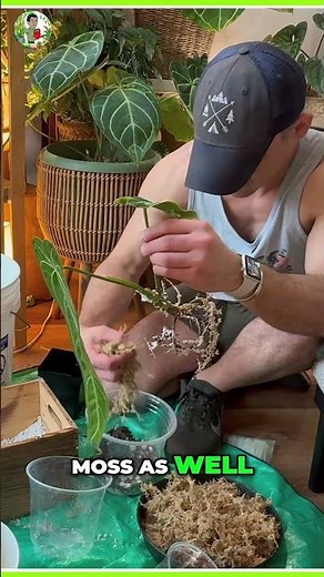 DIY Soil Mix: Perlite, Peat & Sphagnum for Happy Plants!