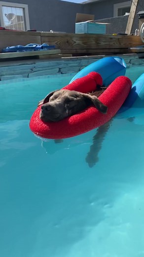 Dog Relaxing on a Float in a Swimming Pool