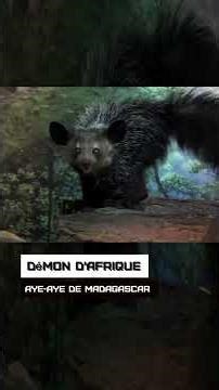 Démon d'Afrique. Aye-aye de Madagascar