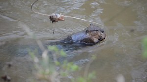 Beavers (Castor canadensis) are North America’s largest rodent. They have several adaptations for an aquatic life. These include nostrils and ear canals that can be sealed off, webbed fore- and hindfeet for swimming, a transparent nictitating membrane that covers each eye, and an upper lip that seals their mouth shut behind the large upper incisors. Outside of the winter period when they consume bark, beavers mainly feed on aquatic vegetation such as cattails and duckweed. They have a lot of han