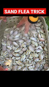Blanching Sand Fleas helps to preserve the bait for freezing #surffishing #fishing #saltwaterfishing | Phil Hollandsworth