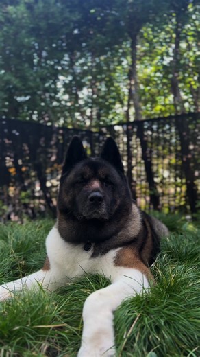 Silent Communication Among Akitas