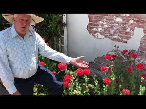 In the Garden with Dave: Oriental Poppies